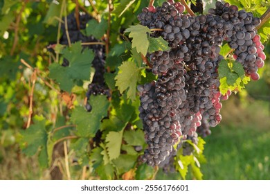 Close-up of red grapes on a sunlit vineyard branch. Perfect for wine exportation, fresh fruit, and natural food photography. - Powered by Shutterstock