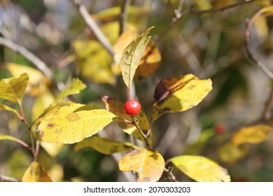 Closeup Of A Red Honeysuckle Berry