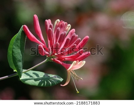 Close-up of red honeysuckle flower in spring at Seoul, South Korea 
