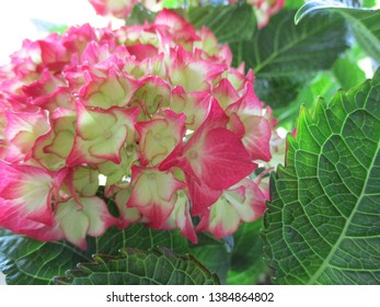 Close-up of red hydrangea in the sun