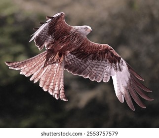 A closeup of a Red Kite Eagle captured in midflight with wings spread wide open