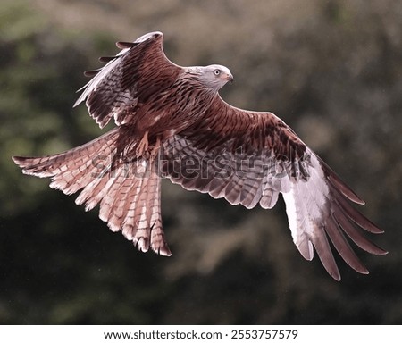 A closeup of a Red Kite Eagle captured in midflight with wings spread wide open