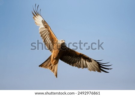 Similar – Awesome bird of prey in flight