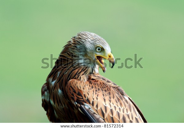 Closeup Red Kite Taken While Rest Stock Photo Edit Now 81572314