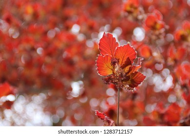Closeup of red leaf 