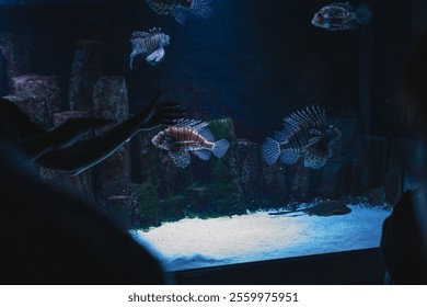 A closeup of Red lionfishes swimming in an aquarium with dim lighting - Powered by Shutterstock