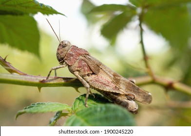Close-up of a red locust