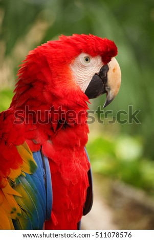 Closeup of a Red Macaw with beautiful plumage, Cozumel, Mexico. 