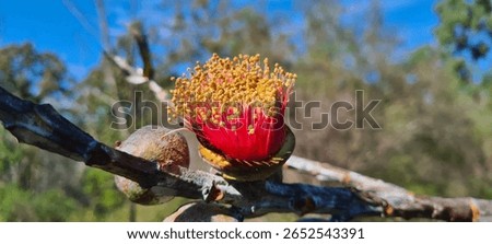 a closeup of red macrocarpa eucalyptus flower