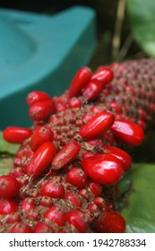 A Closeup Of  Red Magnolia Virginiana Fruits