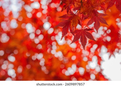 Close-up of red maple leaves in sharp focus with vibrant autumn bokeh in the background, capturing the magic and warmth of the fall season.