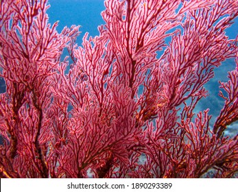 Close-up of Red Melithaea sea fan gorgonia  - Powered by Shutterstock