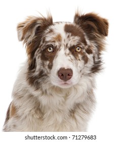 red merle border collie