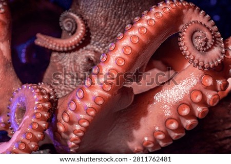 Close-up of red octopus tentacles creating an abstract image.
An impressive view showing glossy red octopus tentacles with visible suction cups and curled shapes.