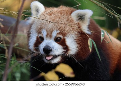 Close-up of a red panda amidst lush greenery, showcasing its adorable expression and vibrant fur. - Powered by Shutterstock