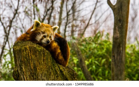 closeup of a red panda laying on a stumped tree top, Endangered animal specie from Asia - Powered by Shutterstock