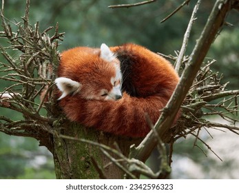 A closeup of a Red Panda resting on a tree - Powered by Shutterstock