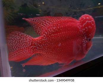 Closeup Red Pearl Cichlid Flowerhorn Aquarium Stock Photo (Edit Now ...