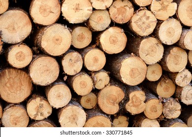 Closeup Of Red Pine (Pinus Resinosa) Log Ends