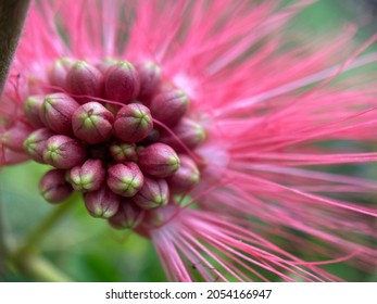 Closeup Of A Red And Pink Stickpea Flower.