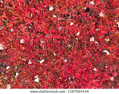 Closeup of red plants wall and brown fallen leaves for decoration and background idea