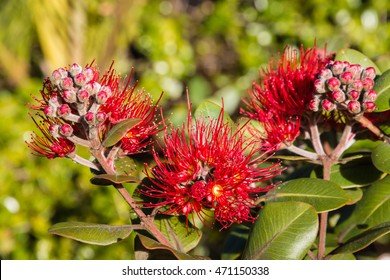 closeup of red pohutukawa tree flowers and buds