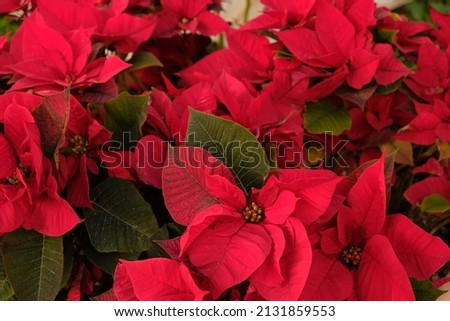 Close-up of red poinsettia flowers (Euphorbia pulcherrima). Red poinsettia, traditional colourful holiday pot plants, for sale in a garden centre. Group of red poinsettia plants.