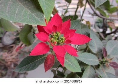 Closeup of a red poinsettia plant.