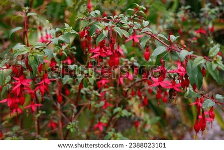 Closeup of the red and purple hanging flowers of the perennial garden plant fuchsia riccartonii.