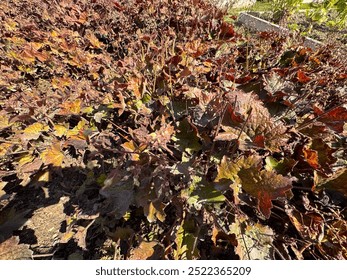 Close-up of red purple leaves of cleft root (Heuchera micrantha 'Regina'). Heuchera micrantha is a species of flowering plant from the saxifrage family, as cracked root or small-flowered root. - Powered by Shutterstock