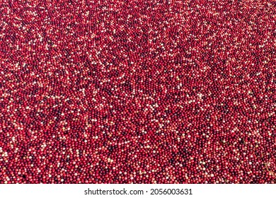 Close-up of red ripe cranberries floating in a water bog ready to be harvested.