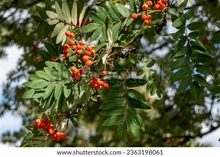 close-up of red ripe rowan berries among green leaves