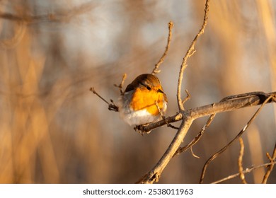 A close-up of a red robin with vibrant plumage on a bare branch, basking in the warm winter sun against a faded background of branches  - Powered by Shutterstock