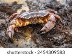 Close-up of Red Rock Crab (Cancer Productus) 