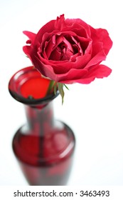 Closeup of Red Rose