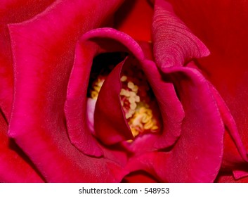 close-up of a red rose