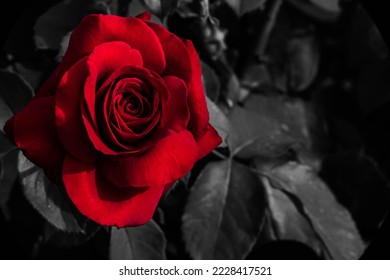 closeup red rose in a black background - Powered by Shutterstock