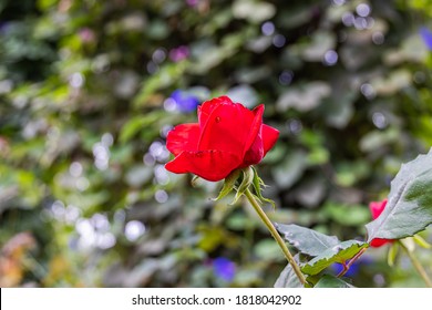 Nahaufnahme der roten Rosenblüte. Eine rote Blume Kopf in einem Garten im Cameron-Hochland, Malaysia. Detaillierte Abbildung der Blume der Liebe. Ein Valentinstag-Geschenk
