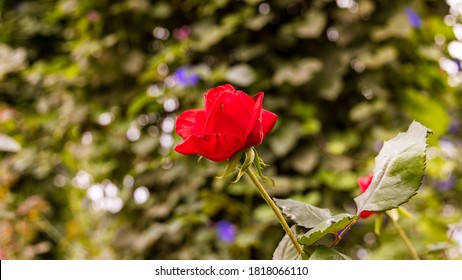 Nahaufnahme der roten Rosenblüte. Eine rote Blume Kopf in einem Garten im Cameron-Hochland, Malaysia. Detaillierte Abbildung der Blume der Liebe. Ein Valentinstag-Geschenk