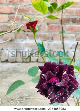 Close-up of red rose and bud growing outdoors. Red rose's beautiful red roses with green leaves with white pigments.  
