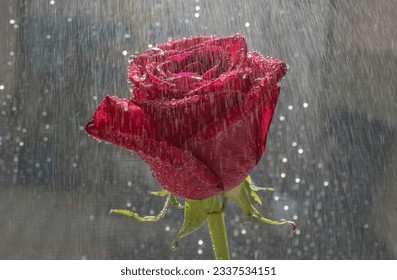 Close-up of a red rose with raindrops