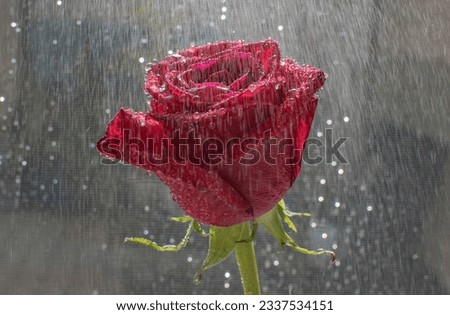 Close-up of a red rose with raindrops