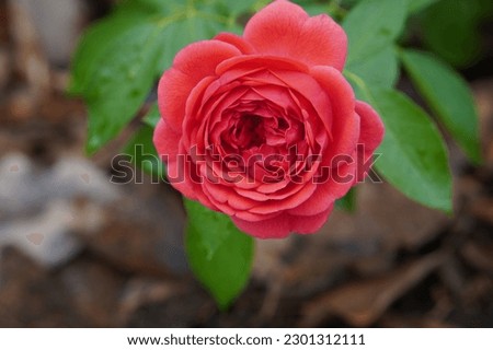 closeup red roses flower on green rose tree, blur nature background, nature, fashion, gift, decor, copy space                                       