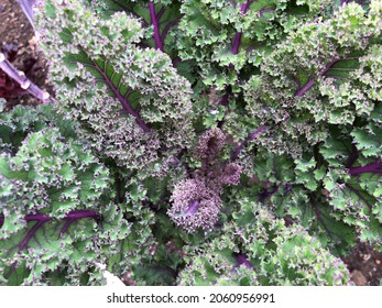 Closeup Of Red Russian Kale