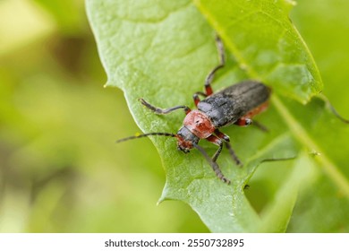 Close-up of a red soldier beetle resting on a vibrant green leaf, showcasing the intricate details of its body and the natural beauty of its surroundings - Powered by Shutterstock