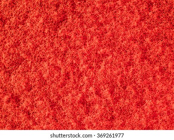 Close-up red sponge