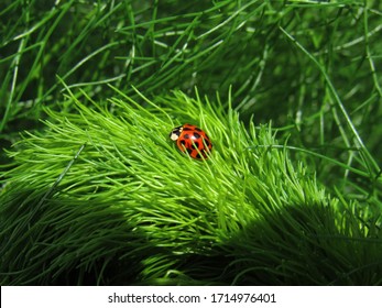 Close-up Of Red Spotted Ladybug On Wild Fennel Fronds