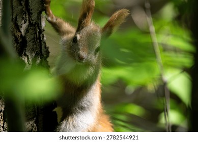 Close-up of a red squirrel under a tree in warm summer light. Adorable wildlife portrait with soft natural background and vibrant woodland colors.
