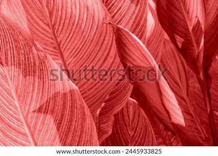 Close-up of red tinted plant leaves with detailed venation, suitable for backgrounds or textures. Copy space background.