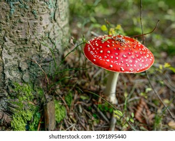 closeup of red toadstool in the forest